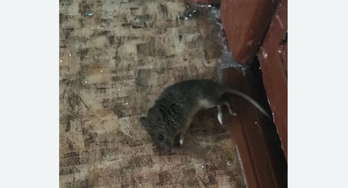 Дезинфекция от мышей в Строгино города Москвы